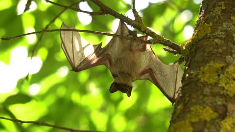 A strange movement of a bat over the tree