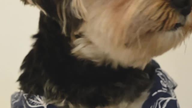 A Dog Wearing a Floral Polo Shirt