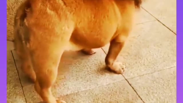 Dog funny video 🤣