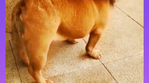 Dog funny video 🤣