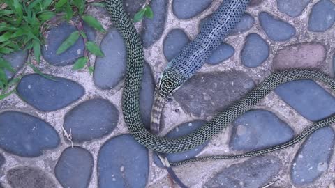 Golden Tree Snake Eating Monitor Lizard