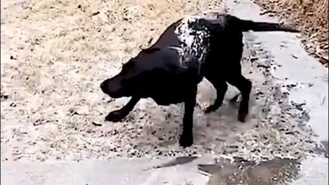 He probably didn't want to hold the dog like that. He's innocent
