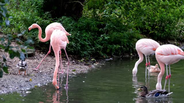 Beautiful pelicans(flamingos) looking for food at the edge of the lake