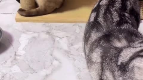 Lazy looks so cute