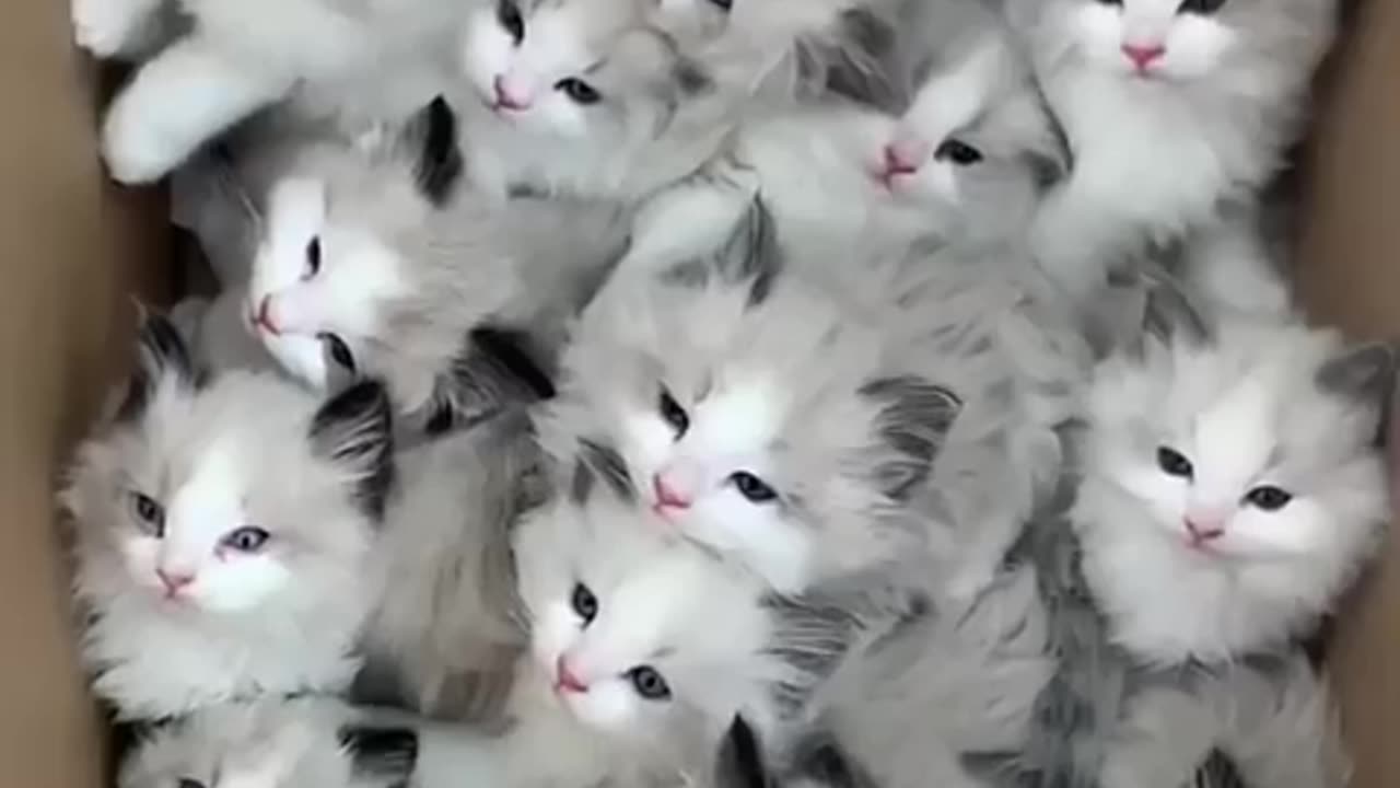 Cute cats 😅😅
