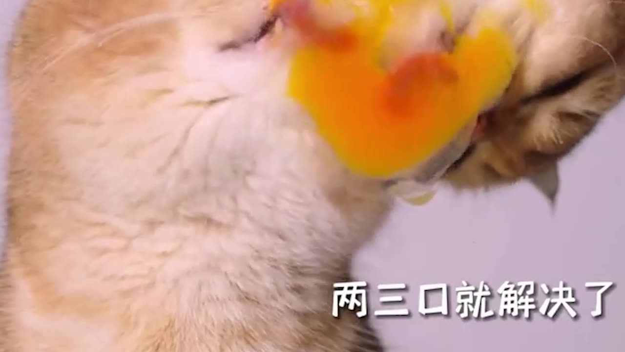 Cute Funny Cat Videos Eating Food ASMR video