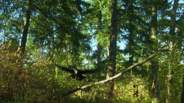 Wildest Islands (Season 2): Vancouver Island: Rivers of Life