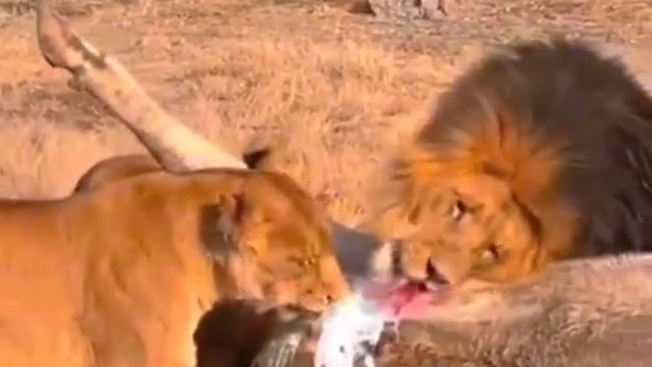 Surprised lion