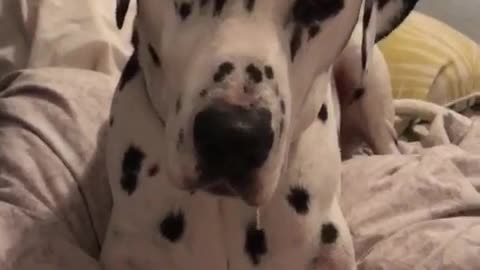 Dalmatian watches ice cream