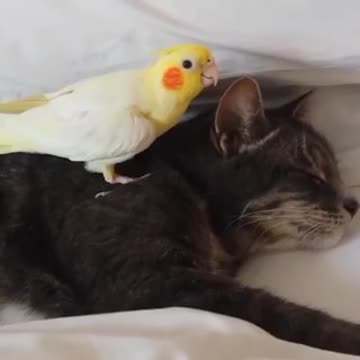 Cat 🐱🐈🐱🐈🐱🐈🐱🐈