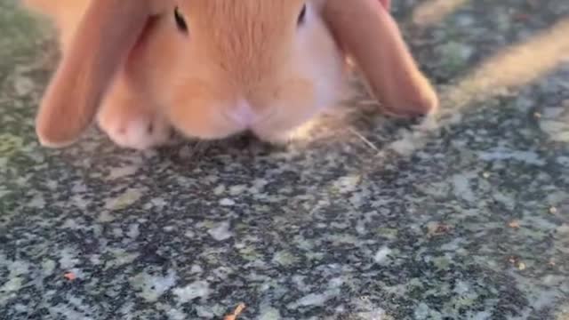 Sticky ear rabbit