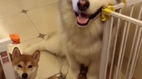 World Cute and Funny Husky Puppies