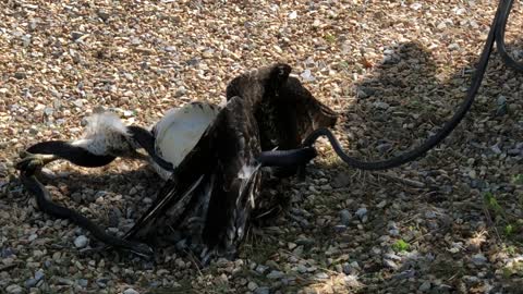 Hawk Rescued from Snake