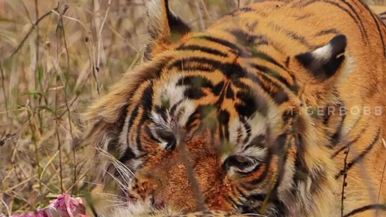 Tiger alone