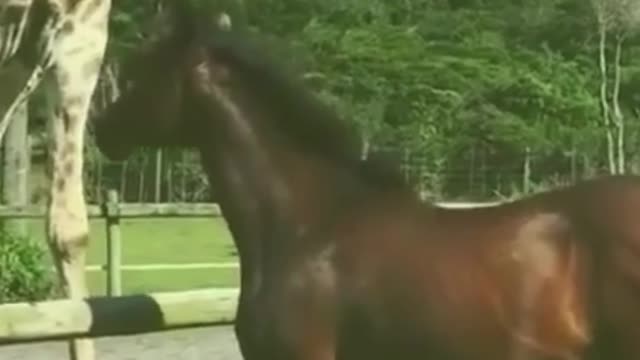 #animal actions #brown horse 🐴and giraffe 🦒 amazing actions# |#shorts|#horses