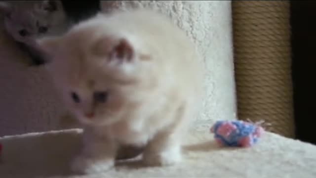 Funny kitten