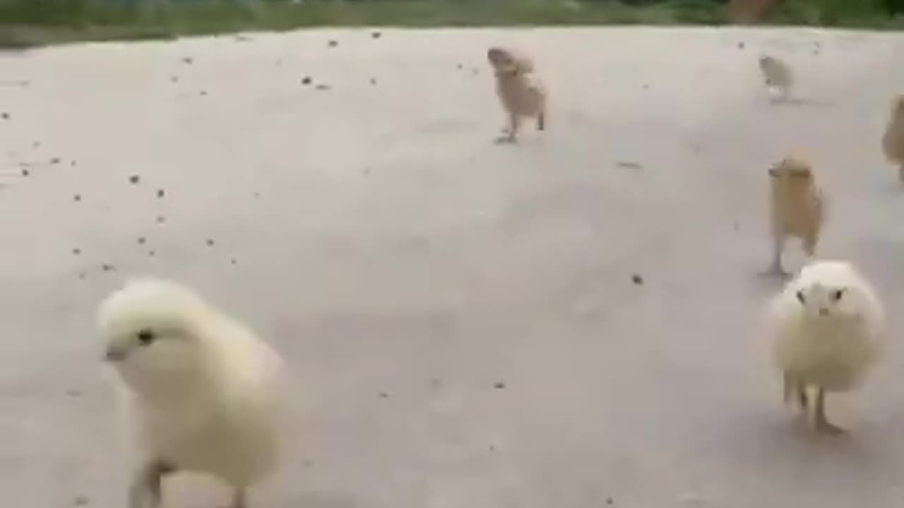 Cute puppy vs duck chicks