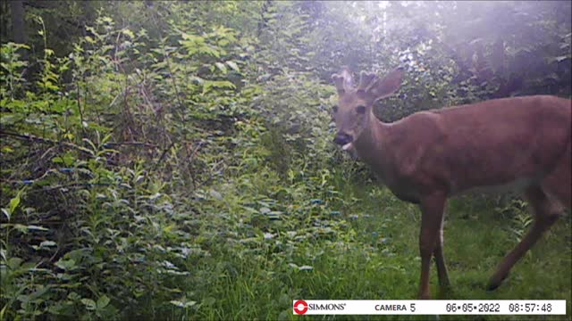 Backyard Trail Cams - Buck on the Trail