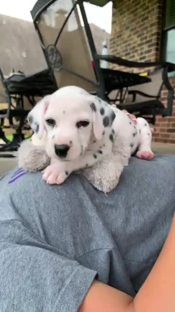 SlowMo of my baby girl!