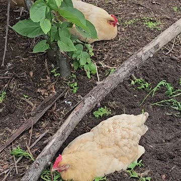 OMC! Brownie And Friends! Pecking, Scratching, Napping & Relaxing!