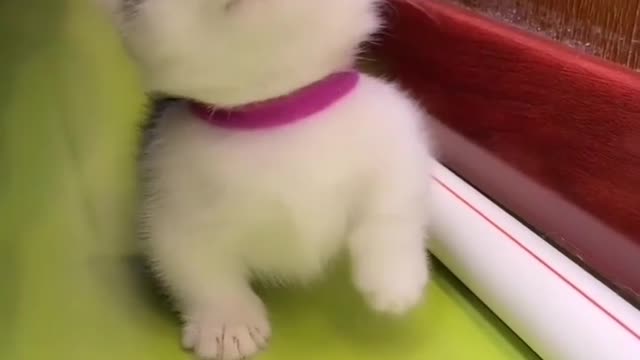 #sweetcatclub #catfollowers