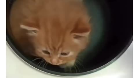 Puurfectly cooked😂😻