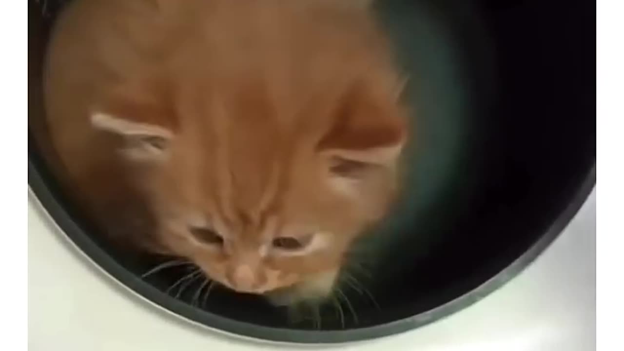 Puurfectly cooked😂😻