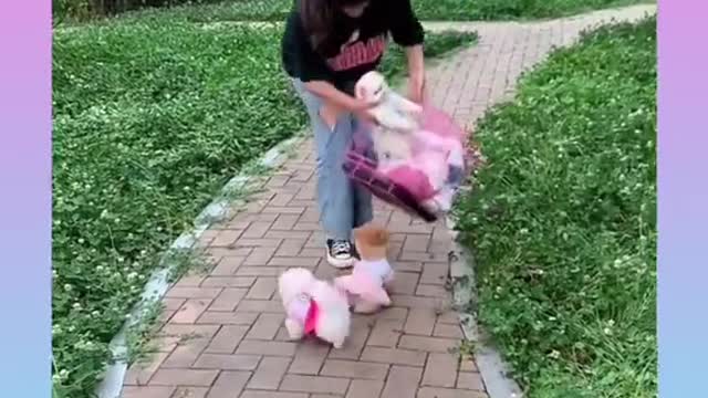 28 Cute and Funny Dog Videos Compilation,🐕🐕