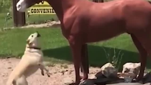 The Funniest Whatsapp Videos - Try Not to Laugh # 22 | Whatsapp