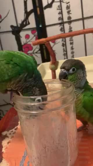 My GCC Sharing My Smoothie