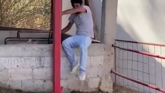 furious rooster