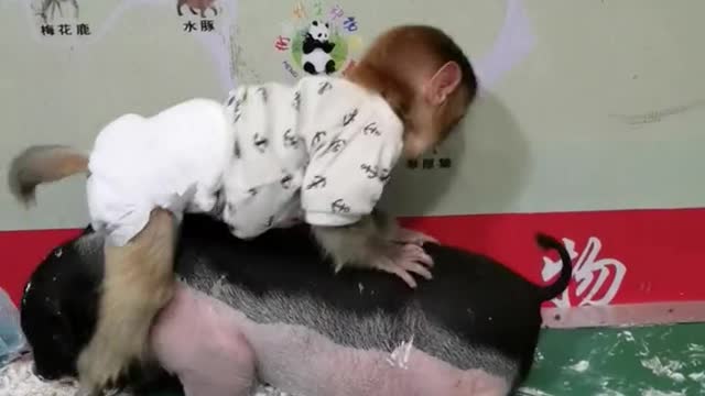 Little monkey and piggy are rushing to eat cake