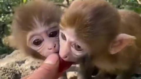 Must see cute baby animal