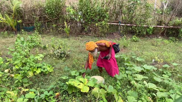 Dayalu Baba Shows Me One of the Pumpkins (Boitalu) He Grew