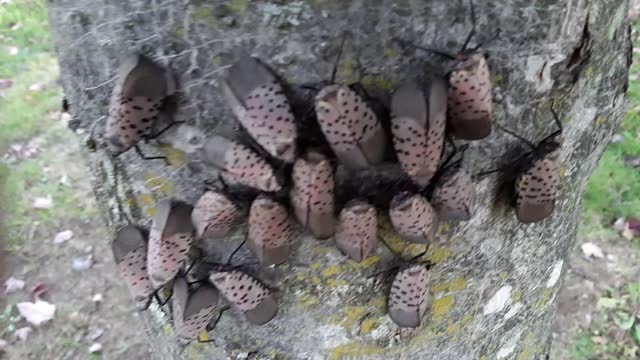 Lantern Flies Inundating East Pennsylvania