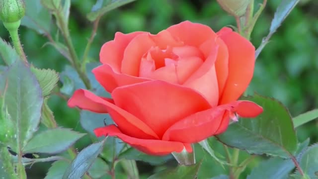 flower redish-pink rose blooming