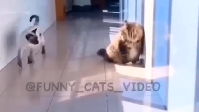 Funny cat videos 😂😂- funny pets world