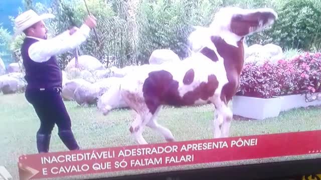 treinando cavalo pt3