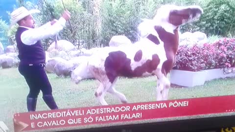 treinando cavalo pt3