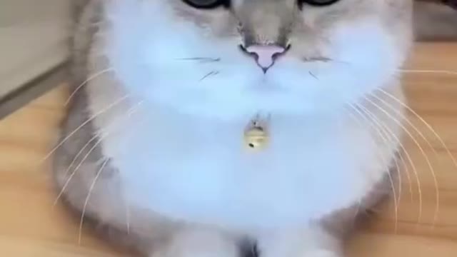 So Beautifull funny cat video clips cat video Playing