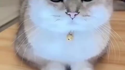 So Beautifull funny cat video clips cat video Playing