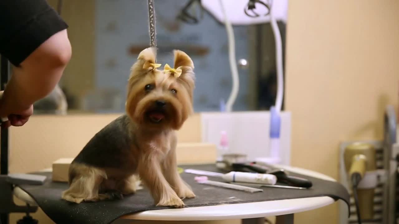 The dog clipper applies an image on the dog's back. Tattoo for dogs. The zoosalon78
