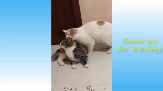 funny videos of cats, come die laughing at these cute ones.