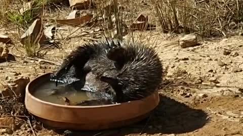 Echidna Attempts to Scratch Its Belly