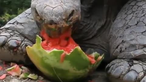 A tortoise takes a meal of watermelon