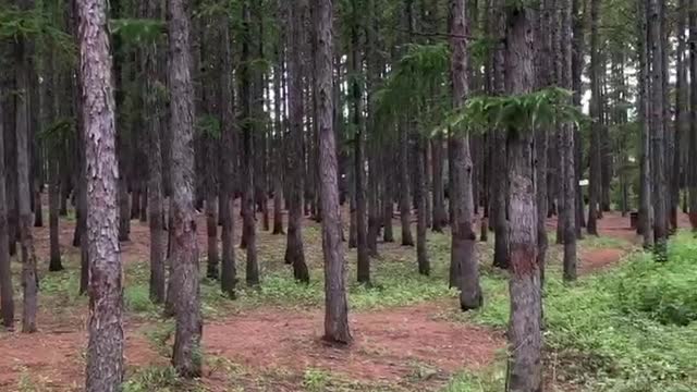 Pine forest after rain