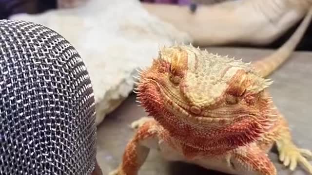 Bearded Dragon ASMR/Mukbang