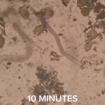 Tumeric Super Root vs. Human Parasites