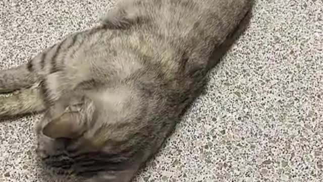 Am I abusing a cat? Or do you want to give it a makeover?