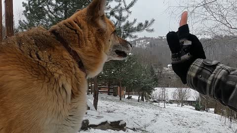 A Person Playing With A Dog Outdoors In The Snowy Environment | Dog Wants to Stay Outside in Cold